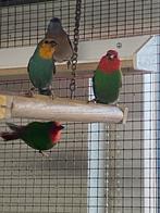 Roodkop papegaai amadines, Meerdere dieren