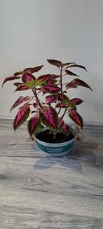Coleus (siernetel) plant met opvallende bladeren in mand., Ophalen, In pot, Halfschaduw, Minder dan 100 cm