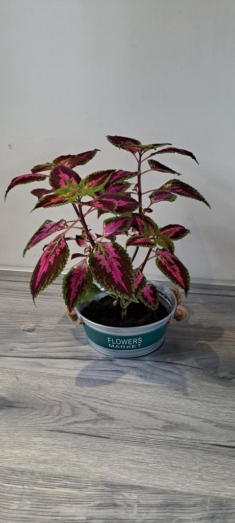 Coleus (siernetel) plant met opvallende bladeren in mand., Huis en Inrichting, Kamerplanten, Minder dan 100 cm, Halfschaduw, In pot