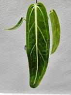 Anthurium Warocqueanum hangpot p10 (2)
