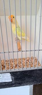 Agapornis Ficheri Crème Dilute 1-0  man, Dieren en Toebehoren, Vogels | Parkieten en Papegaaien, Mannelijk, Dwergpapegaai of Agapornis