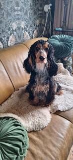 Cockerspaniel, 15 weken tot 1 jaar, Geslacht onbekend, Eén hond, Spaniël