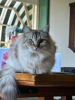 Ragdoll zoekt een nieuw thuis, Poes