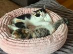 Britse korthaar poesjes 2 lapjes kittens - lees beschrijving, Poes, Gechipt, 0 tot 2 jaar