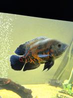 Oscar Sichlid — Pauwoog Cichlide  15-20 CM, Dieren en Toebehoren, Vissen | Aquariumvissen, Vis, Zoetwatervis