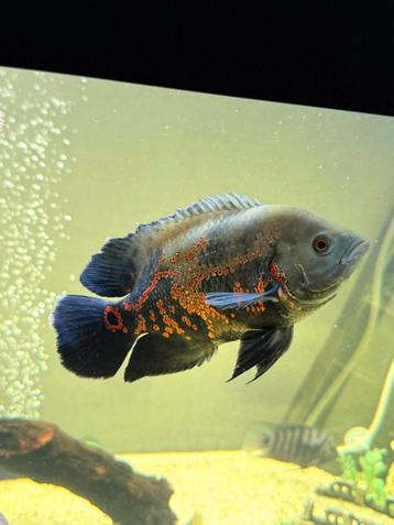 Oscar Sichlid — Pauwoog Cichlide  15-20 CM beschikbaar voor biedingen