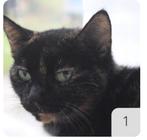 Met spoed nieuw thuis voor Gucci (schildpadpoes, 13 jr), Dieren en Toebehoren, Katten en Kittens | Overige Katten, Poes, Kortharig