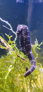 Aquarent/ zeeaquarium/ zeepaardjes / hippocampus erectus, Dieren en Toebehoren, Vis