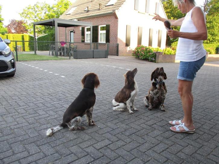 heidewachtel puppy's, Dieren en Toebehoren, Honden | Dekreuen, Meerdere dieren, Particulier, Meerdere, Nederland, 8 tot 15 weken