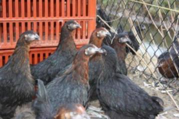 Marans kippen en Araucana kippen. beschikbaar voor biedingen