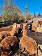 Alpaca's met stamboom hengsten, Dieren en Toebehoren, Juni, Meerdere dieren