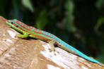 Gezocht kleine phelsuma soorten, Hagedis, Tam, 0 tot 2 jaar