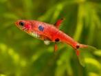 Hobbyaquarium Boraras Maculatus/ dwergrasbora, Vis, Zoetwatervis, Schoolvis