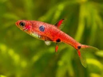 Hobbyaquarium Boraras Maculatus/ dwergrasbora  beschikbaar voor biedingen