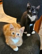 ADVERTENTIE GEWIJZIGD: Te koop 2 lieve kittens, Dieren en Toebehoren, Katten en Kittens | Overige Katten, Meerdere dieren
