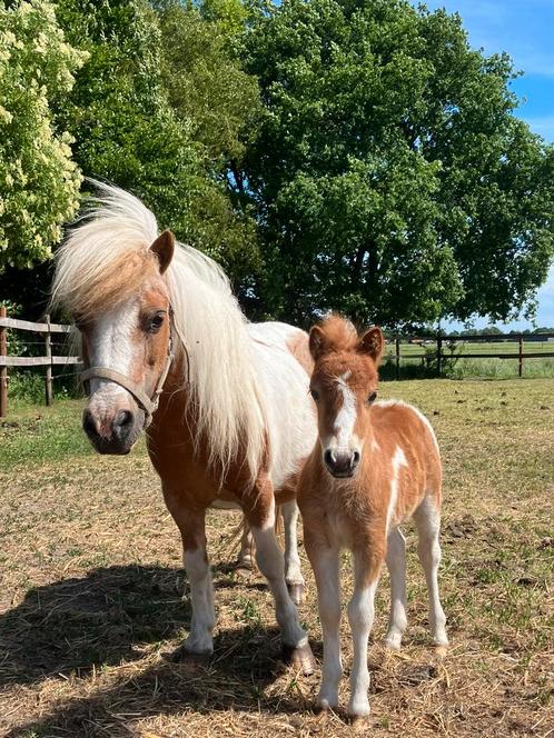 Roodbonte mini pony met veulen, Dieren en Toebehoren, Pony's, Merrie, Recreatiepony, 11 jaar of ouder
