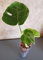 Monstera deliciosa Bulbasaur, Ophalen of Verzenden, Overige soorten, Minder dan 100 cm