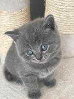 Prachtige Britse Korthaar Kittens ️, Dieren en Toebehoren, Katten en Kittens | Raskatten | Korthaar, Meerdere dieren, Ontwormd