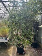 Photinia 'Pink Marble' glansmispel op frame €225, Ophalen of Verzenden, Overige soorten, Struik, 250 cm of meer