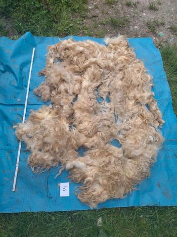 Ruwe vacht, mergellandschaap 5 beschikbaar voor biedingen