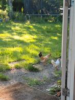 serama haantje met 2 hennetjes, Meerdere dieren, Kip