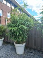 Bamboe XXL in witte pot  2x)  195.00 per pot ! Tuinvuller !!, Tuin en Terras, Planten | Bomen, Bloeit niet, Halfschaduw, Overige soorten