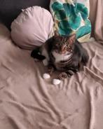 Lieve kater zoekt een liefdevol huisje, Dieren en Toebehoren, Katten en Kittens | Overige Katten, Kater