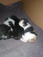 Kittens, Dieren en Toebehoren, Kater