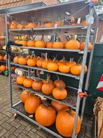 Pompoenen | Halloween | Eetbaar | Decoratie, Ophalen, Eenjarig, Overige soorten, Volle zon