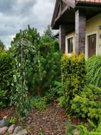 Tuinonderhoud, Diensten en Vakmensen, Tuinmannen en Stratenmakers, Tuinontwerp