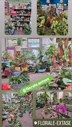 Nepenthes Alata p14 (1), Ophalen of Verzenden, Halfschaduw, Minder dan 100 cm