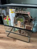 Gerbil terrarium knaagdier verblij 80x60, Dieren en Toebehoren, Knaagdieren en Konijnen | Hokken en Kooien, Ophalen, Gebruikt