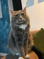 kruising  Noorse boskat /main coon /siamees, Kater