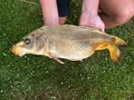 Kooikarper, Dieren en Toebehoren, Vissen | Vijvervissen, Karper of Koi