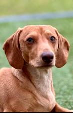 Dachshund/ teckel, Dieren en Toebehoren, Particulier, Reu, 1 tot 2 jaar, Buitenland