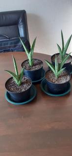 Sansevieria Kirkii, Ophalen, Halfschaduw, Minder dan 100 cm