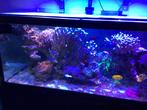 Te. Koop aguarium, Ophalen, Zo goed als nieuw, Gevuld zeewateraquarium