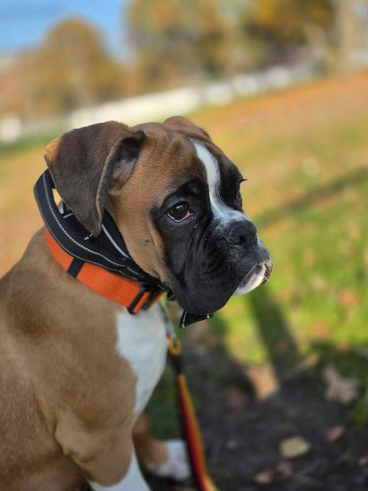 Boxer reutje pup met fci stamboom, Dieren en Toebehoren, Honden | Poolhonden, Keeshonden en Oertypen, Reu, Overige rassen, Particulier
