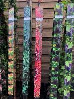 Klimplanten, vele soorten 150-175 cm hoog € 19,95 p.st., Halfschaduw, Zomer, Vaste plant, Klimplanten