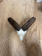 Schedel kap/moeflon, Ophalen of Verzenden, Gebruikt, Wild dier, Schedel