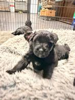 Bouvier pups met stamboom, Dieren en Toebehoren, CDV (hondenziekte), Overige rassen, 8 tot 15 weken, Meerdere