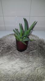 2 Aloe vera stekjes, Huis en Inrichting, Kamerplanten, Ophalen, Overige soorten, Volle zon, Minder dan 100 cm