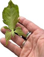 wandelend Blad nimfen phyllium Limogesï super leuk kinderen, Dieren en Toebehoren, Overige soorten
