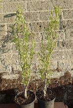 Salix babylonica ''tortuosa'', paasboom, krul wilg., Overige soorten, Lente, 100 tot 250 cm, Ophalen