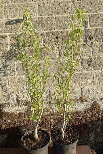 Salix babylonica ''tortuosa'', paasboom, krul wilg.  beschikbaar voor biedingen