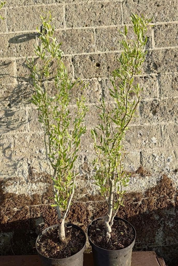 Salix babylonica ''tortuosa'', paasboom, krul wilg., Tuin en Terras, Planten | Bomen, Overige soorten, 100 tot 250 cm, Volle zon