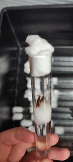 Gele weidemier koninginnen (Lasius Flavus) | Kolonie Starten, Mieren