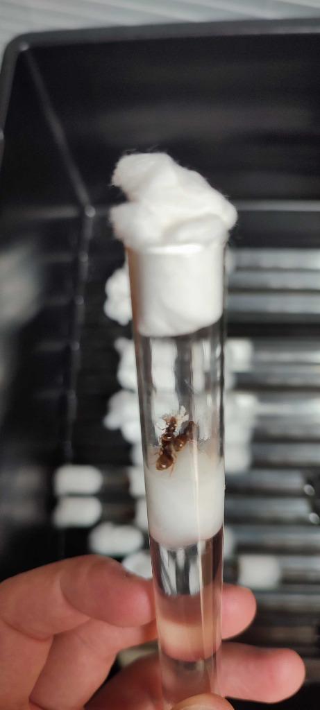 Gele weidemier koninginnen (Lasius Flavus) | Kolonie Starten, Dieren en Toebehoren, Insecten en Spinnen, Mieren