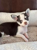 chihauhau pupje, Dieren en Toebehoren, CDV (hondenziekte), 8 tot 15 weken, Meerdere, Meerdere dieren