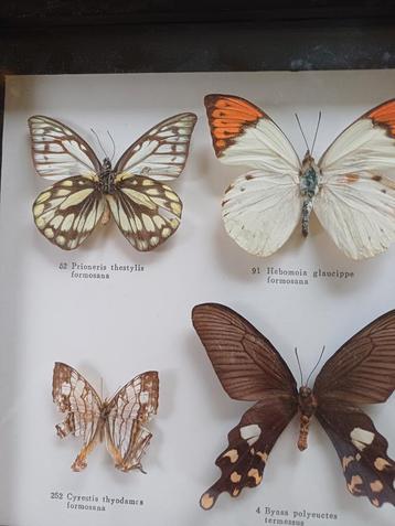 Franse brocante oude lijst vlinders vlinderkast echte  beschikbaar voor biedingen